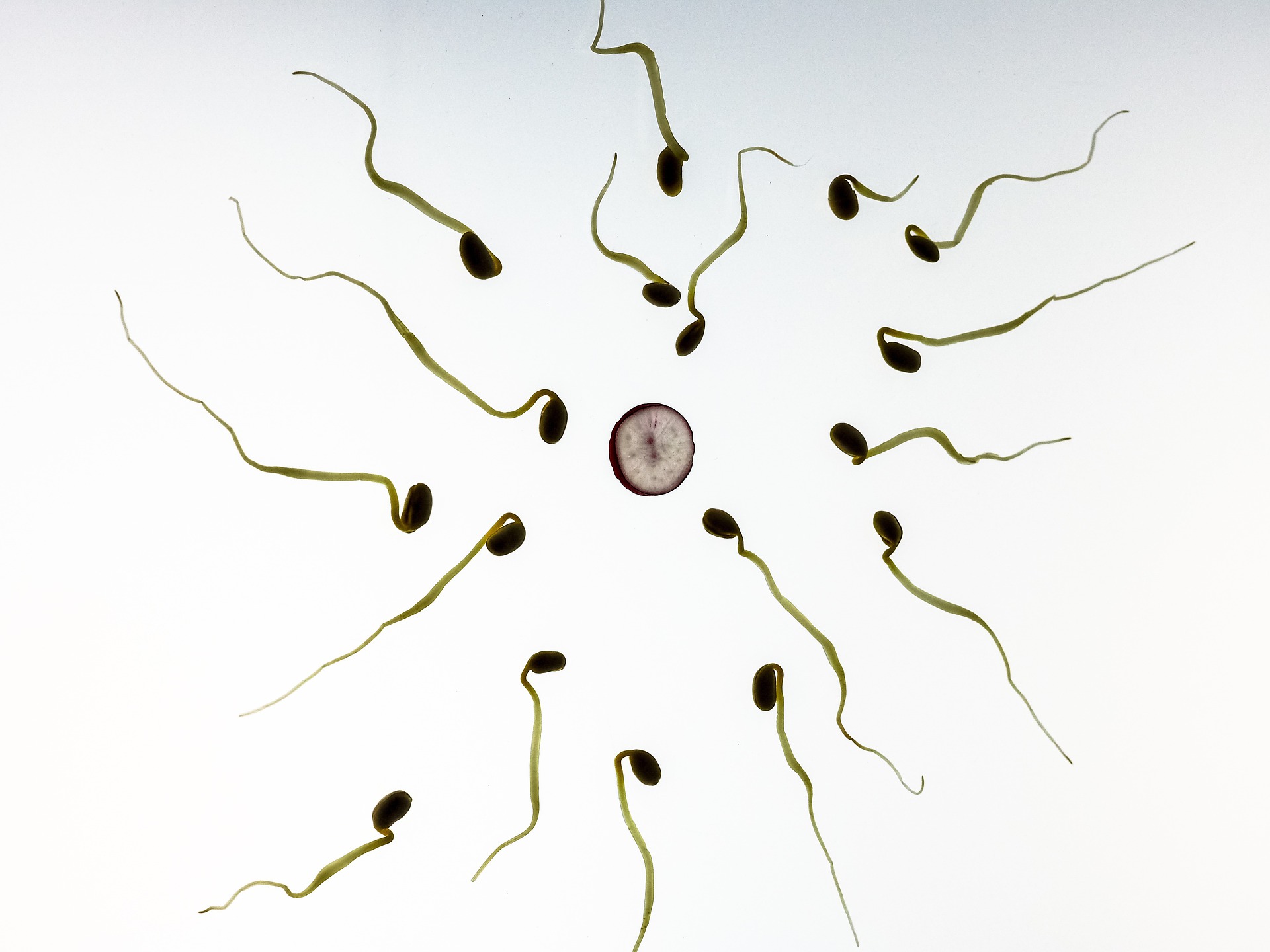 É normal a fertilização in vitro não dar certo de primeira?